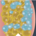 Fat Cells Closeup 2